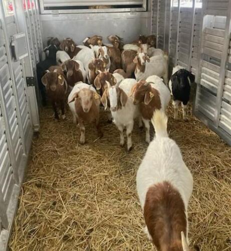 BRED DOELING