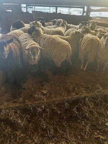 BRED EWE