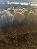 BRED EWE - 2