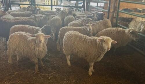 BRED EWE