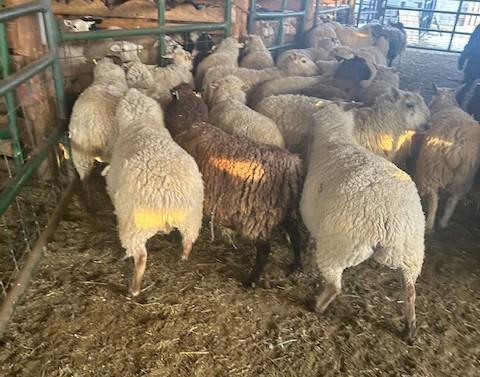 BRED EWE