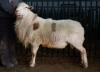 BRED EWE - 3