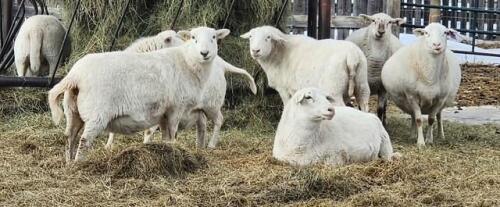 BRED EWE