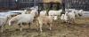 BRED EWE - 3