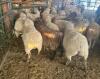 BRED EWE - 2