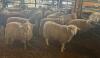BRED EWE - 3