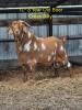 BREEDING BUCKS