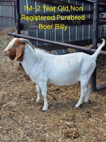 BREEDING BUCKS