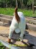 REPLACEMENT BUCKLINGS - 4