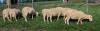 RIDEAU ARCOTT RAM - 3