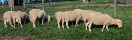 RIDEAU ARCOTT RAM