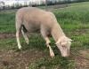 RIDEAU ARCOTT RAM