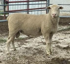 CANDIAN ARCOTT RAM