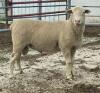 CANDIAN ARCOTT RAM
