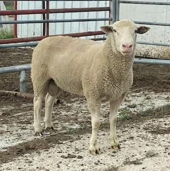 CANDIAN ARCOTT RAM
