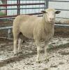 CANDIAN ARCOTT RAM