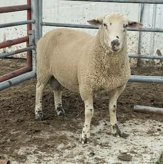 CANDIAN ARCOTT RAM