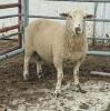 CANDIAN ARCOTT RAM