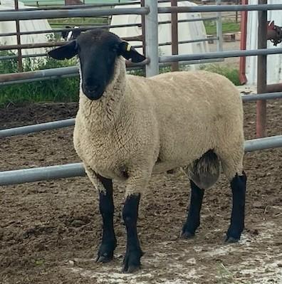 SUFFOLK RAM