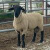 SUFFOLK RAM