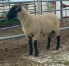 SUFFOLK RAM - 2