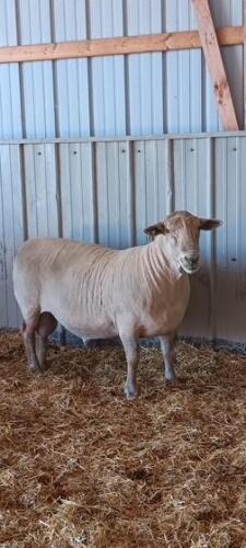 CANDIAN ARCOTT RAM