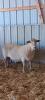 CANDIAN ARCOTT RAM