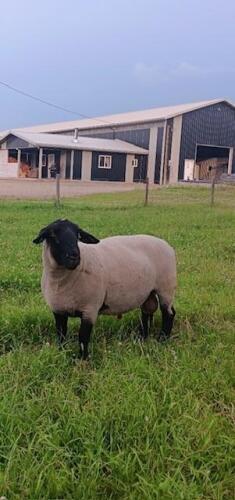SUFFOLK RAM