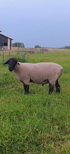 SUFFOLK RAM