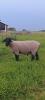 SUFFOLK RAM