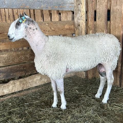 BLUEFACED LEICESTER RAM