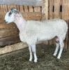 BLUEFACED LEICESTER RAM