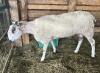 BLUEFACED LEICESTER RAM - 2