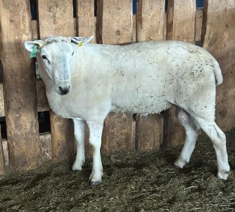 NORTH COUNTRY CHEVIOT RAM