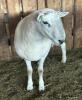 NORTH COUNTRY CHEVIOT RAM - 2