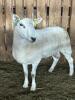 NORTH COUNTRY CHEVIOT RAM - 3