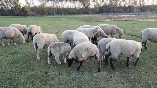 EXPOSED EWE