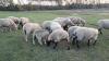 EXPOSED EWE