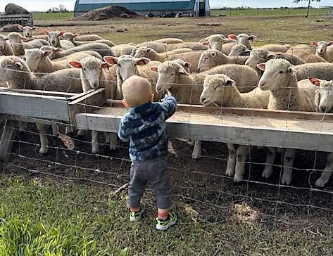 DORSET REPLACEMENT QUALITY EWE LAMB