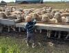 DORSET REPLACEMENT QUALITY EWE LAMB