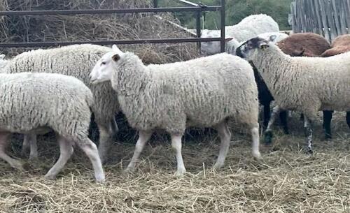 RIDEAU ARCOTT EWE LAMB
