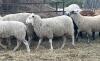 RIDEAU ARCOTT EWE LAMB - 2