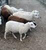 RIDEAU ARCOTT EWE LAMB - 2