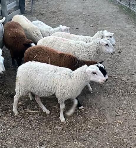 RIDEAU ARCOTT EWE LAMB