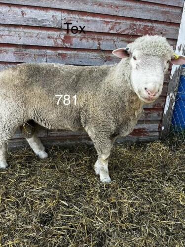 DORSET BREEDING RAM