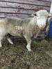 DORSET BREEDING RAM