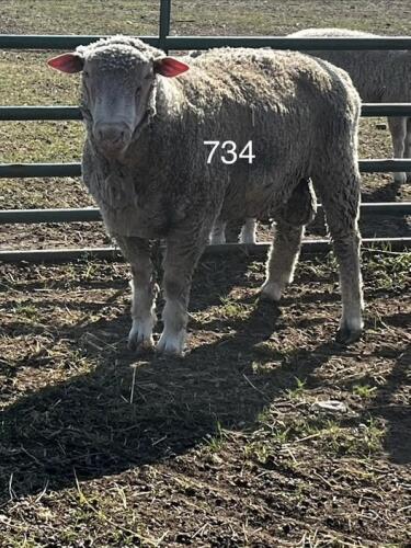 DORSET BREEDING RAM