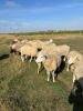 OPEN BREEDING EWE - DORSET