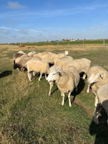 OPEN BREEDING EWE - DORSET