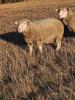 ILLE DE FRANCE RAM